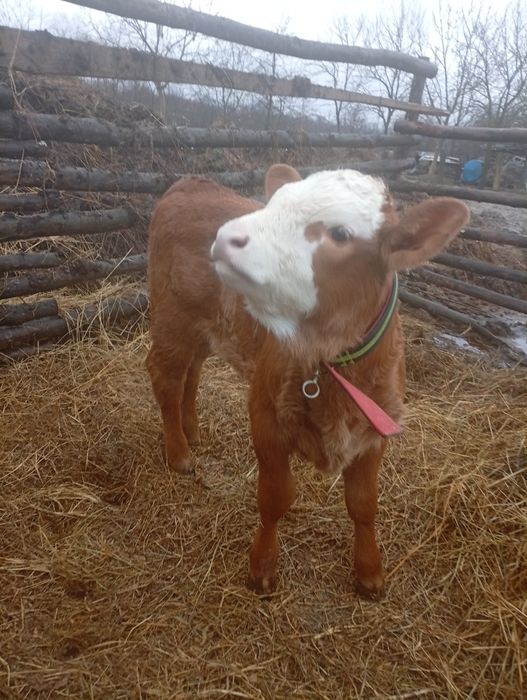 Vând vitea în vârstă de 6 saptamani