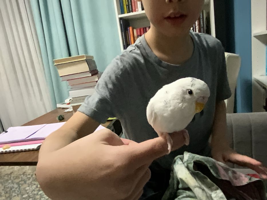 Волнистый попугай