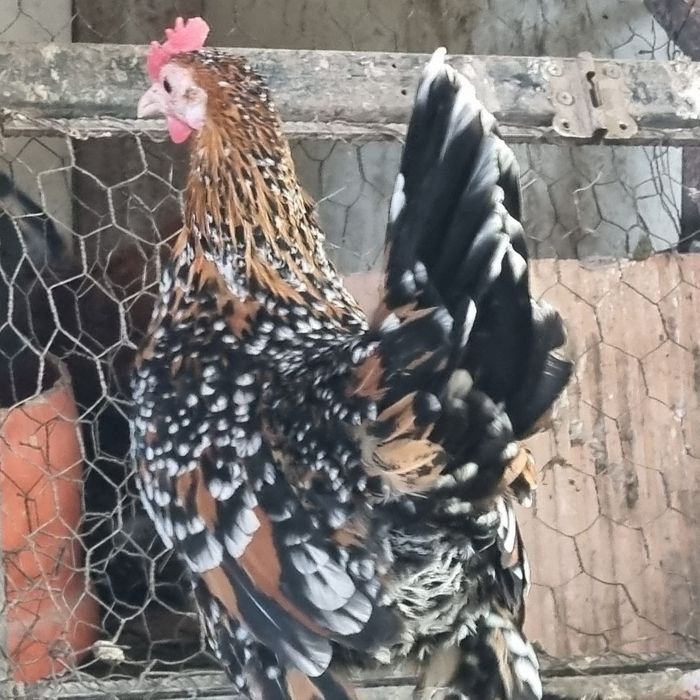 Familia de mii de flori roșu negru