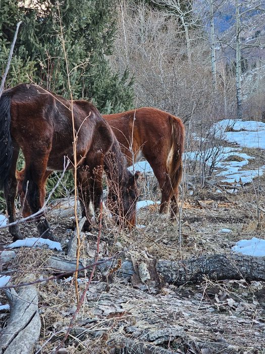 Продам жеребчиков