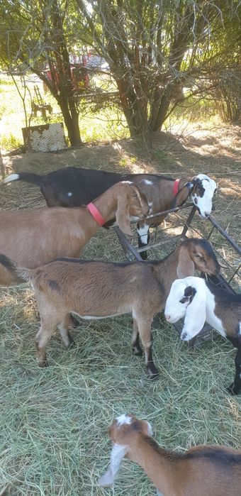 Tapi buni de marlit din capre anglonubian de vanzare