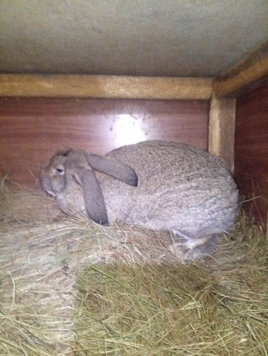 Кролики продаются