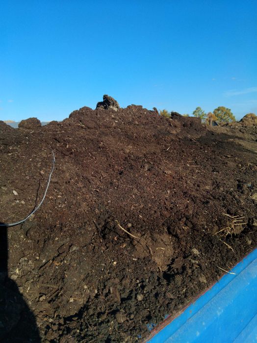 Mranita de oaie putrezită