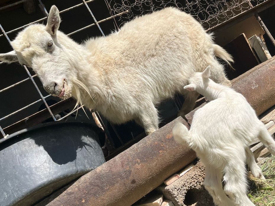 Ешкі Сатылады Орыс ешкі Шымкент