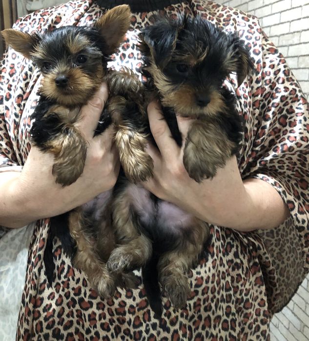 Йоркширксий терьер (мальчики )