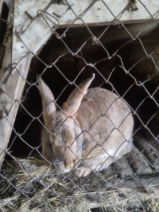 Кролики крупных пород