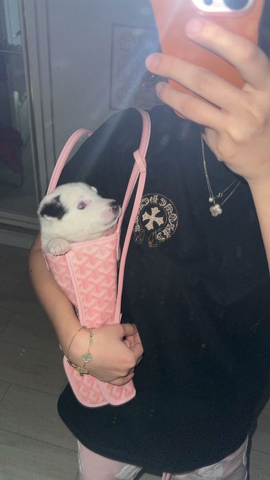 Отдам даром помесь хаски