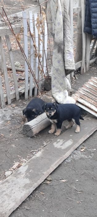 Щенки (Девочки)  Смешанной породы