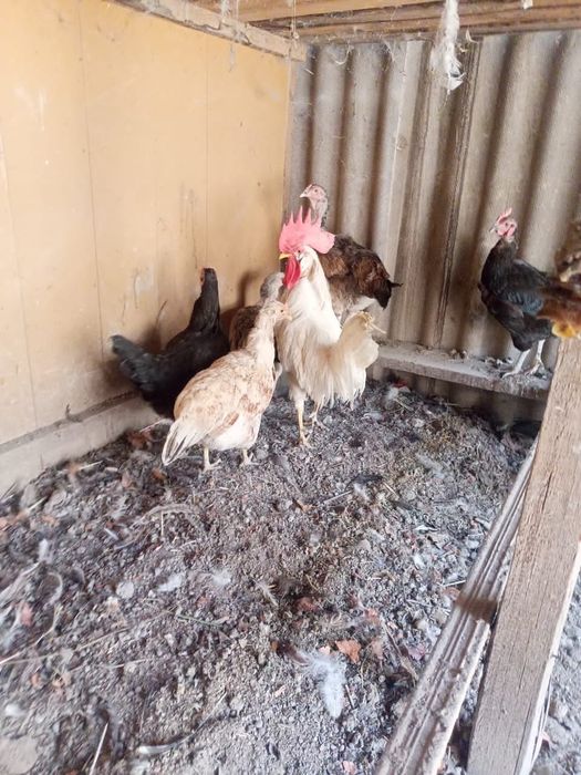 Домашние куры несушки!