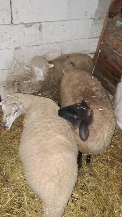 Schimb  carlane cu vițel sau capre bune