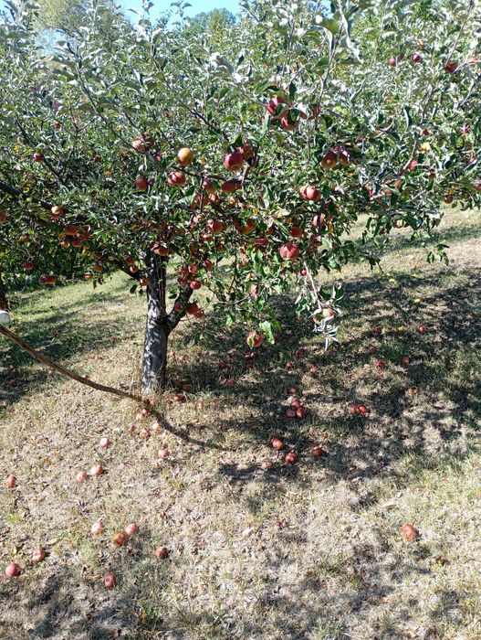 Vând mere pentru palinca / tuica