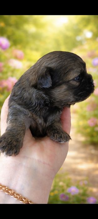 Щеночек чихуахуа