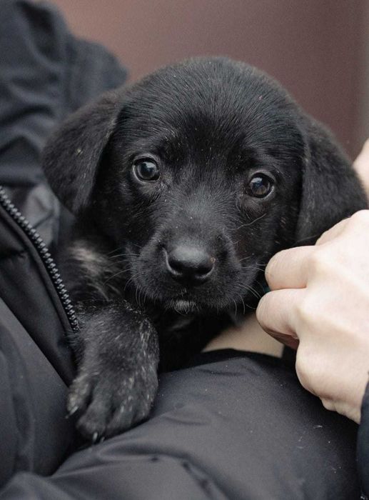 Щенкам нужны семьи