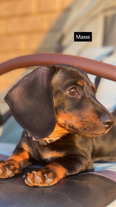 Продам щенков таксы