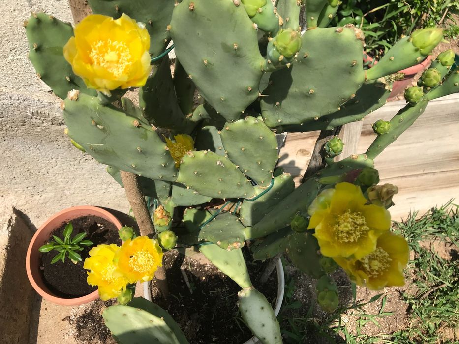 Смокиня индийска два вида, Кактус опунция, Opuntia ficus-indica Etna