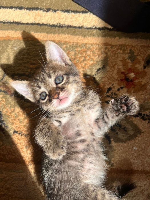 Отдам котят в добрые руки