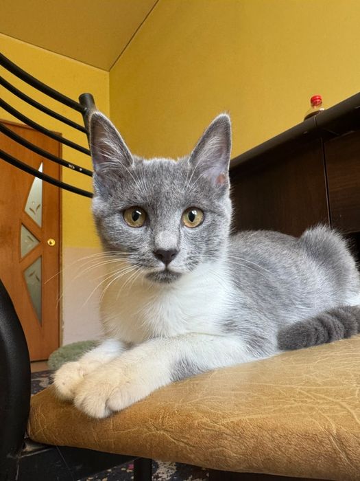 Котята 2 месяца