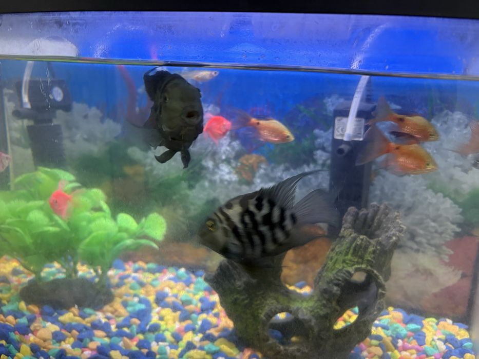 Продам Аквариум с рыбу