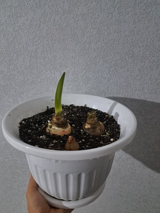 Продам комнатные растения