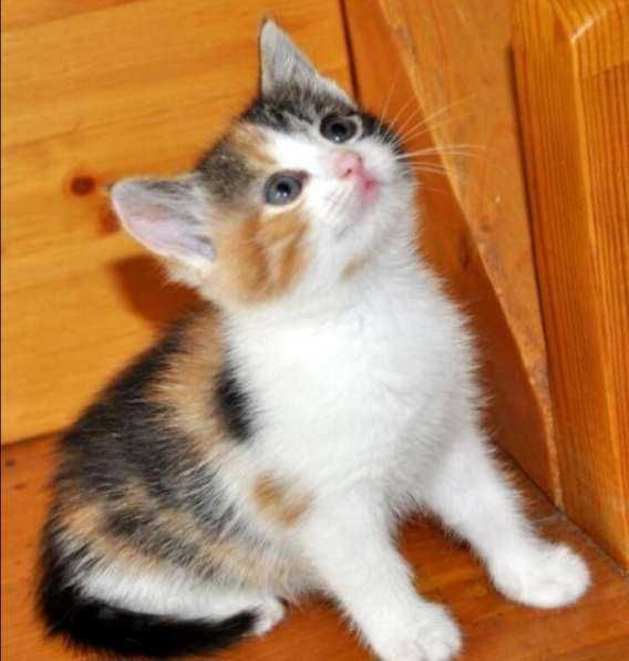 Котята от кошки крысоловки