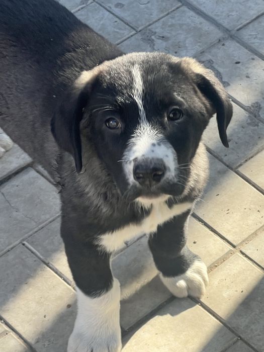 Щенки Тобеты чистые