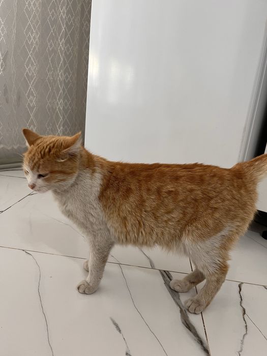 Отдам в хорошие руки кошку