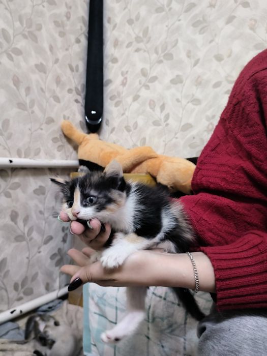 Отдам котят , Девочки 2 месяца)