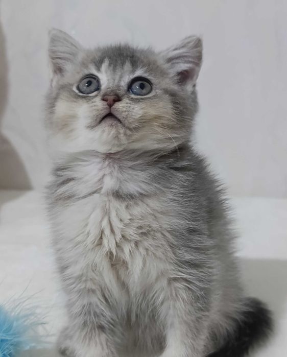 Девочка Голубое Золото Скоттиш Страйт