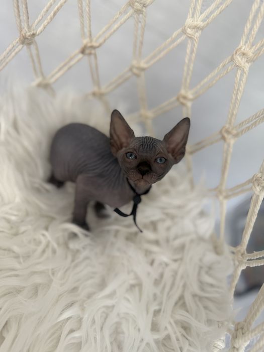 Sphynx Canadian pedigree si teste