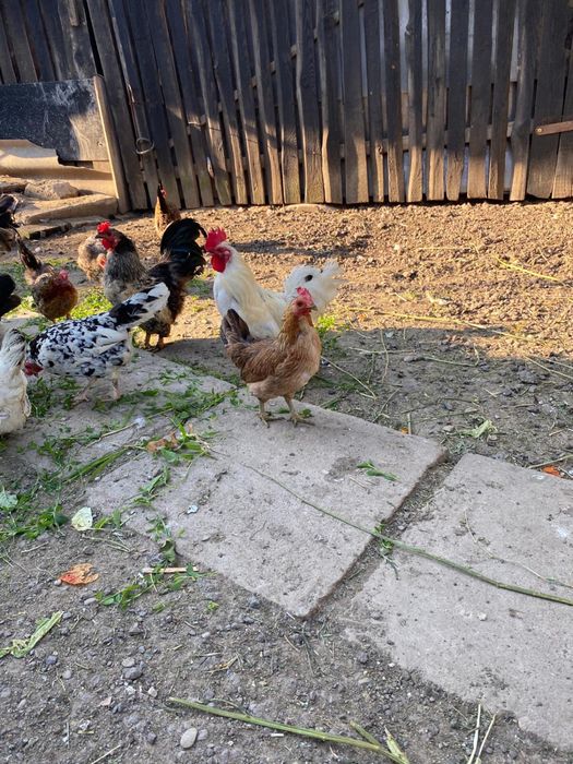 Vând găinușe și cocoși pitici!