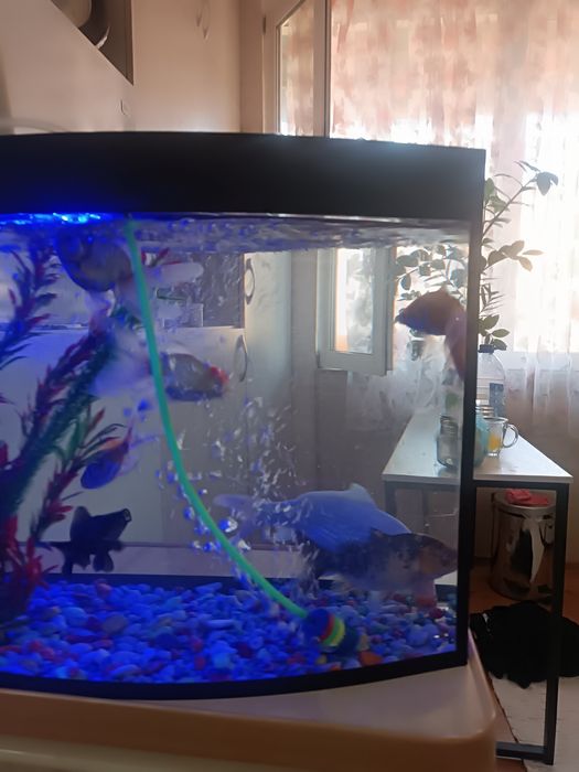 Рыбы с Аквариумом