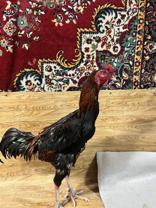 Чолпан микс попугай