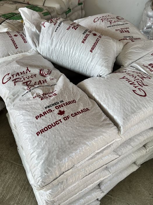 Fasole pestrita soiul cranberry pentru semanat sau consum