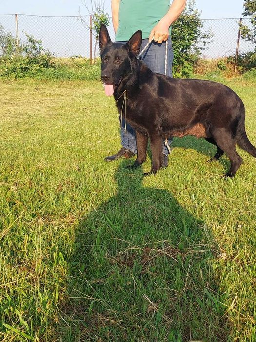 Vand  pui Ciobanesc German