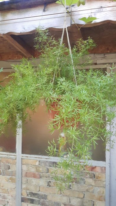 Хибискус. Олесандър.Ехинацея.Аспарагус.Кактус.Сингониум.Рипсалис