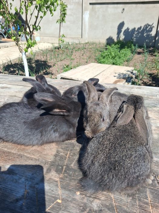 Vând pui de iepuri din rasa belgian