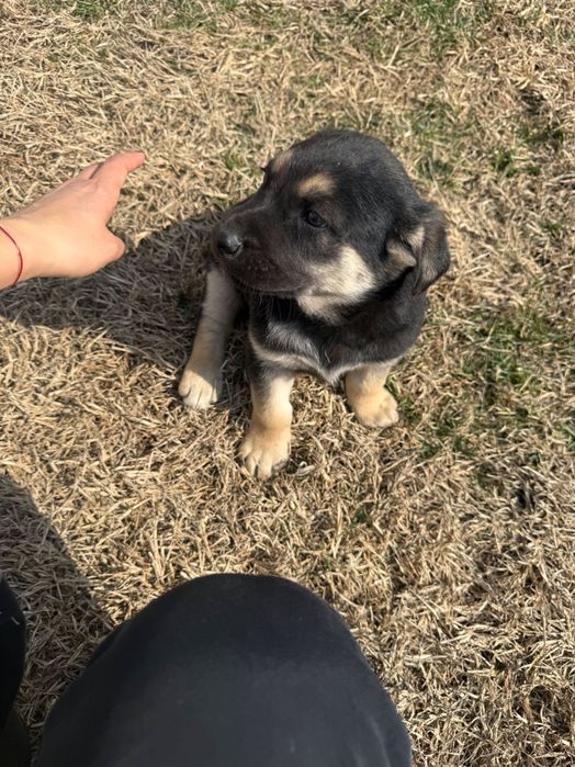 Отдам щенков овчарки