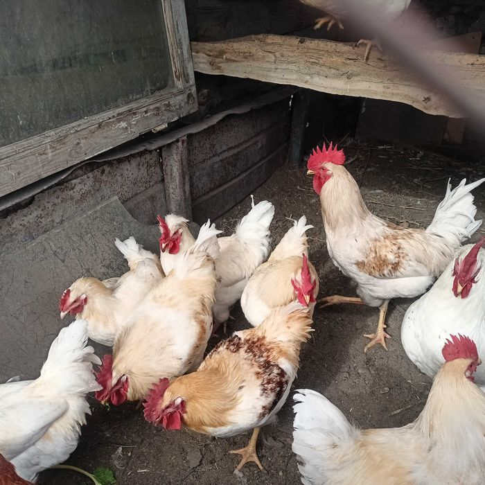 Продам петухов Браун Ник