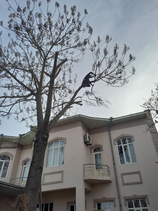 Daraxt va butalarni kesish xizmati