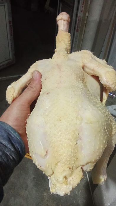 Куры домашние бройлерные курица