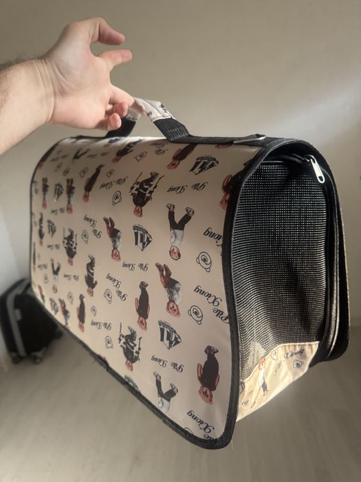 Котенок Скотиш Фолд Шиншилла