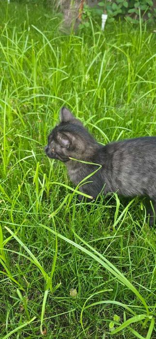 Кошка Scottish Straight