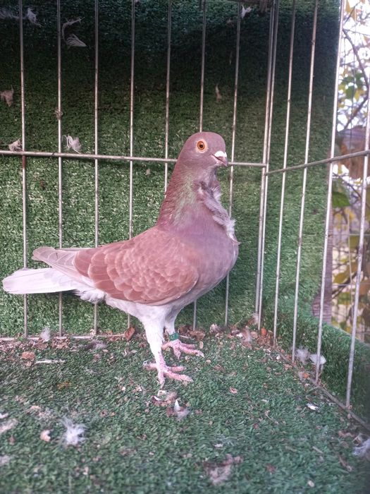 porumbei figurita valenciana