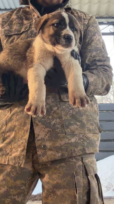 Щенкам 1,5 месяц алабай