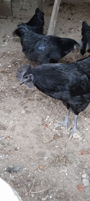 Ухейилюй жужалари, Uxeyilyuy joʻjalari chiqishni boshladi