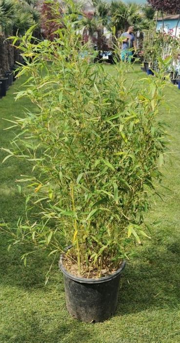 Leylandii gard viu, plante ornamentale, bombus, Tei, mesteacăn etc