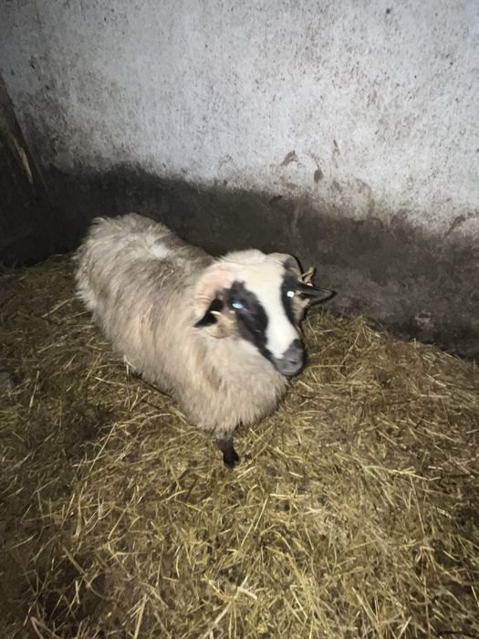 De vanzare noatin brez