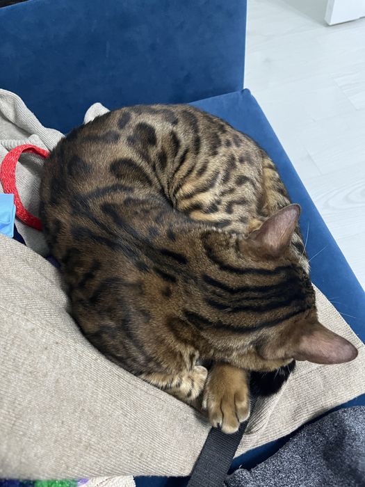 Кошка бенгальской породы