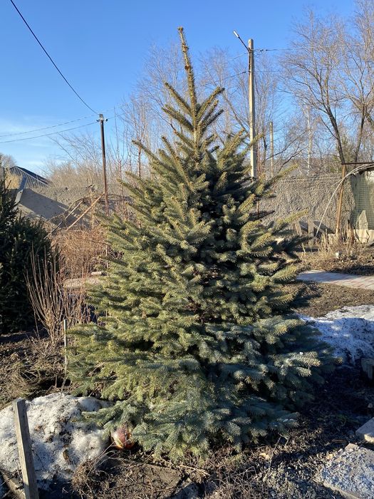 Ель Голубая и Ель Обыкновенная (2 метра) Самовывоз!