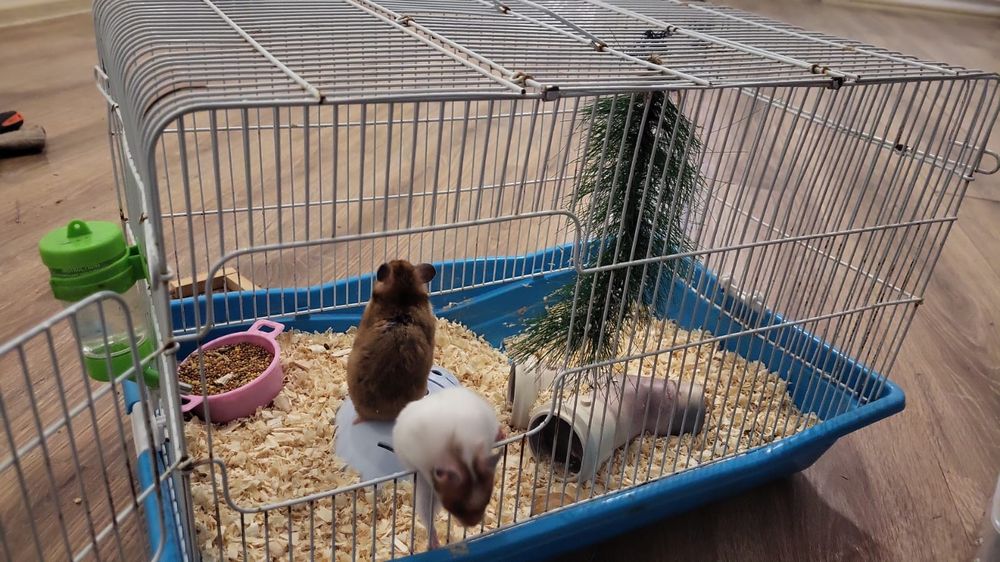 Хомяк сатылады набор